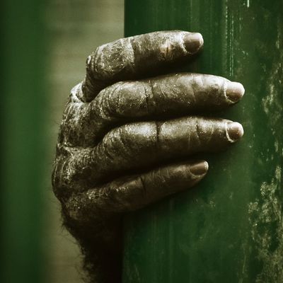 Detail shot of hands gripping the floor, showing stability and strength.